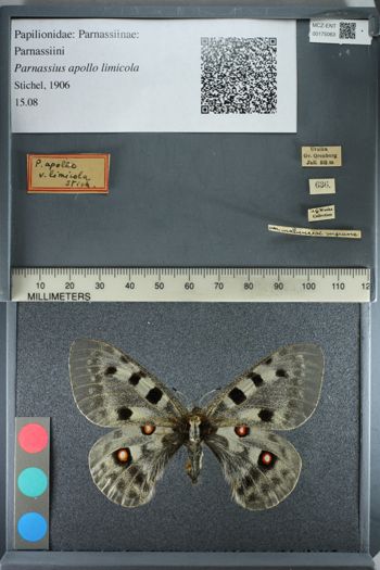 Media type: image;   Entomology 175063